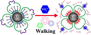 Graphical abstract: An enzyme-free fluorescence biosensor for UO22+ detection using a four-leaf clover-shaped quadruple walker as a signal amplifier