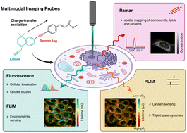Graphical abstract: Advanced multimodal imaging: FLIM, PLIM, and FluoRaman enabled by novel diarylacetylene probes
