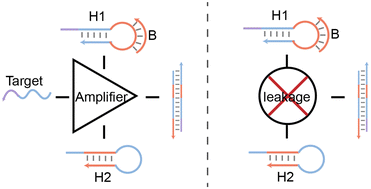 Graphical abstract: Shielded loop-mediated catalytic hairpin assembly for the specific detection of microRNA