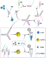 Graphical abstract: Amplified colorimetric detection of chloramphenicol based on gold nanoclusters and an aptamer recognition-induced three-way junction