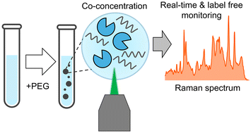Graphical abstract: Liquid–liquid phase separation-assisted Raman microscopy for sensitive and label-free analysis of enzymatic reactions and protein–small molecule interactions