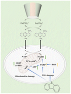 Graphical abstract: Electrochemical investigation of intracellular NADH: the effect of PASHs on mitochondrial function