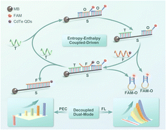 Graphical abstract: An entropy–enthalpy co-driven independent dual-mode biosensor