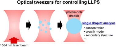Graphical abstract: Microanalysis of a single droplet produced by optical tweezers in an aqueous solution of bovine serum albumin