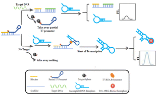 Graphical abstract: A fluorescence biosensor based on a cell-free transcription system for species-specific DNA sequence detection and seahorse product identification