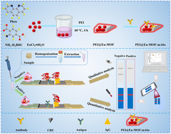 Graphical abstract: Smartphone-assisted PEI@Eu-MOF lateral flow immunosensor for dual-modal POC detection of carbendazim