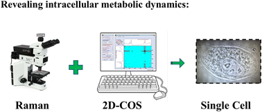 Graphical abstract: Elucidating time-resolved intracellular metabolic dynamics via label-free Raman microspectroscopy and 2D correlation spectroscopy