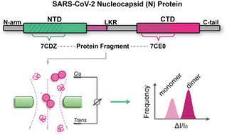 Graphical abstract: Single-molecule nanopore profiling of protein domain fragment dynamics and aggregation