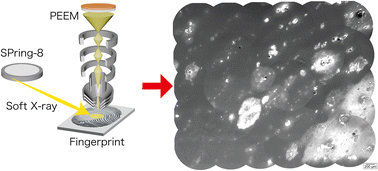 Graphical abstract: Visualization of heated latent fingerprints by synchrotron radiation soft X-ray photoemission electron microscopy