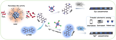 Graphical abstract: A valence-state-defect–mediated copper nanocluster nanozyme with high peroxidase-like activity for multimodal colorimetric detection of mercury(ii)