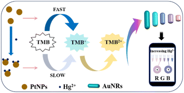 Graphical abstract: A portable smartphone assisted multi-color colorimetric sensor for the detection of mercury ions based on the peroxidase-like activity of platinum nanoparticles