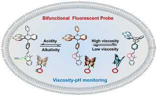 Graphical abstract: A conformation-dependent bifunctional fluorescent sensor for viscosity–pH monitoring in oxidative stress models