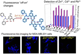 Graphical abstract: A single fluorescent probe for simultaneous detection of Zn2+, Cd2+, and Pb2+ in industrial wastewater with application in bio-imaging and molecular logic gates