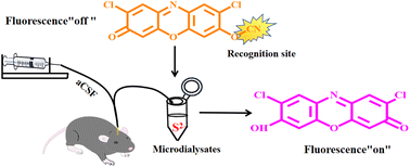Graphical abstract: Selective fluorescence detection of hydrogen sulfide in the brain microdialysate using an ESIPT-activated probe
