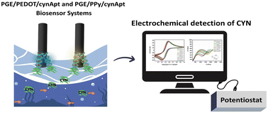Graphical abstract: Conductive polymer-based electrochemical aptasensor for sensitive detection of cylindrospermopsin in water resources