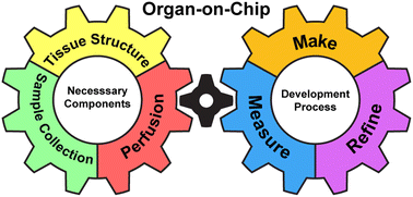 Graphical abstract: Opportunities and challenges for analytical chemists: organ-on-chip devices as new approach methods (NAMs) for identifying potential toxins