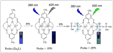 Graphical abstract: A binuclear zinc complex (Zn2L) as ratiometric probe for the pyrophosphate (PPi) sensing