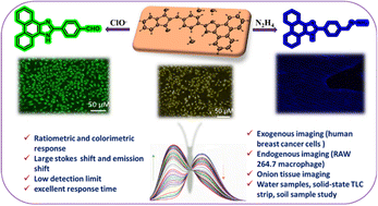 Graphical abstract: A dual-responsive ratiometric fluorescent probe for the detection of hypochlorite and hydrazine in environmental samples, live cells, and plant tissues