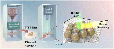 Graphical abstract: Citrate-capped gold nanoparticle SERS platforms for ultrasensitive detection of cypermethrin