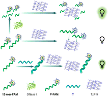 Graphical abstract: Exceptional quenching properties of tetrazine-based organic frameworks for fluorescently labeled nucleic acids and their applications in sensing
