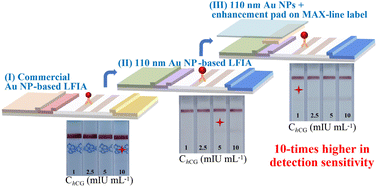 Graphical abstract: Rational design to improve the detection sensitivity of sandwich-type lateral flow immunoassays