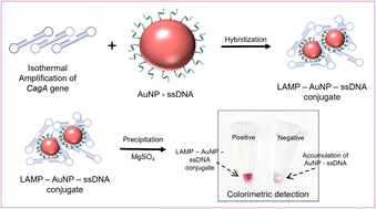 Graphical abstract: Proof of concept for visual detection of the Helicobacter pylori CagA gene using gold nanoparticle-assisted LAMP and freezing methods