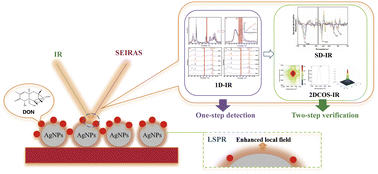 Graphical abstract: Silver nanostructure morphology-driven surface-enhanced infrared spectroscopy for determination of deoxynivalenol in wheat flour