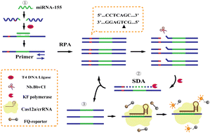 Graphical abstract: A CRISPR/Cas12a-coupled multiplexed amplification system for ultrasensitive detection of miRNA-155