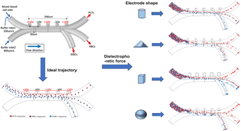 Graphical abstract: A three-dimensional microfluidic model based on dielectrophoresis for the separation of blood cells