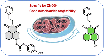 Graphical abstract: The highly specific fluorescence visualization of mitochondrial peroxynitrite via a naphthalimide probe