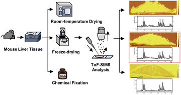 Graphical abstract: Freeze-drying enhances ToF-SIMS imaging of biological tissues via structural and metabolic preservation