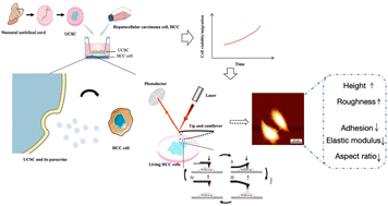 Graphical abstract: AFM-based nano detection of the effects of umbilical cord mesenchymal stem cells on hepatoma cells