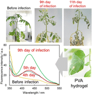 Graphical abstract: Nondestructive presymptomatic detection of blue-fluorescing substances in tomato leaves infected with Ralstonia solanacearum using a polyvinyl alcohol hydrogel