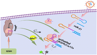 Graphical abstract: Targeting liposomes and an accelerated CRISPR system for selective imaging of miR-21 in cells