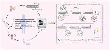 Graphical abstract: High-efficiency chemiluminescent POCT assay for anti-Müllerian hormone: innovative development and application in polycystic ovary syndrome diagnosis