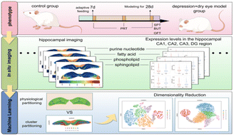 Graphical abstract: Machine learning-assisted MALDI-MSI to characterize hippocampal subregion lipid and purine metabolic alterations in depression-related dry eye disease
