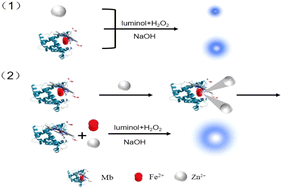 Graphical abstract: A highly sensitive flow injection chemiluminescence method for myoglobin detection in beef samples based on zinc ion-induced “dragging” of heme iron