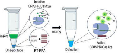 Graphical abstract: Rapid, multiplex, one-pot CRISPR/Dx system for detecting cancer fusion genes