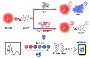 Graphical abstract: Mediating in situ-generated fluorescence for Au nanocluster-based multi-color ratiometric detection of alkaline phosphatase