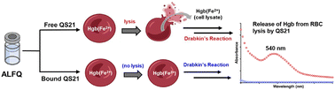 Graphical abstract: Red blood cells as probes for determining free QS21 in liposomal adjuvant formulations to support product safety and stability