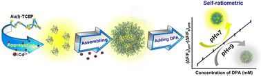 Graphical abstract: pH-gated bidirectional nanoassembly switches: self-ratiometric d-penicillamine sensing via AIE-active Au(i)-TCEP-Cd(ii) coordination dynamics