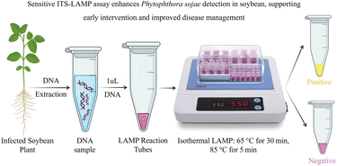 Graphical abstract: A rapid loop-mediated isothermal amplification assay for the detection of root rot in soybean caused by Phytophthora sojae