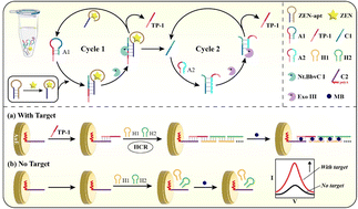 Graphical abstract: Target-triggered dual cycling signal amplification: a strategy for sensitive and specific zearalenone biosensing