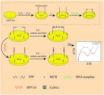 Graphical abstract: An electrochemical sensor based on a triblock polyadenine-based probe and copper nanoclusters for the robust detection of the HPV16 gene