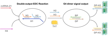 Graphical abstract: Dual-output entropy-driven catalytic amplification coupled with G-quadruplex dimers for ultrasensitive label-free detection of miRNA-21