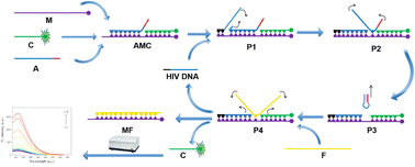 Graphical abstract: A dual-toehold-initiated strand displacement reaction-based fluorescent sensor for HIV DNA detection