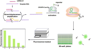 Graphical abstract: CRISPR-SDA: an integrated isothermal amplification and CRISPR-Cas12a biosensing platform for sensitive detection of microRNA-21