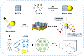 Graphical abstract: Structurally tailored Rh–Au heterodimers: plasmon-boosted oxidase mimetics for facile tea authentication via colorimetric sensing
