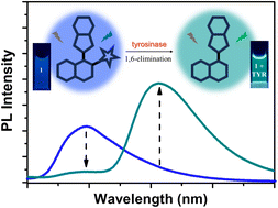 Graphical abstract: Tyrosinase detection via enzyme-triggered structural transformation of a ratiometric fluorescent probe