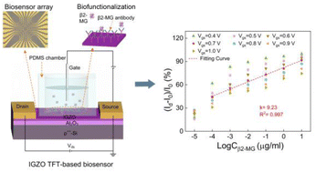 Graphical abstract: IGZO thin-film transistor biosensor array for highly sensitive detection of β2-microglobulin